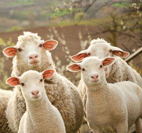 Sheep_TasteofIreland_Tour